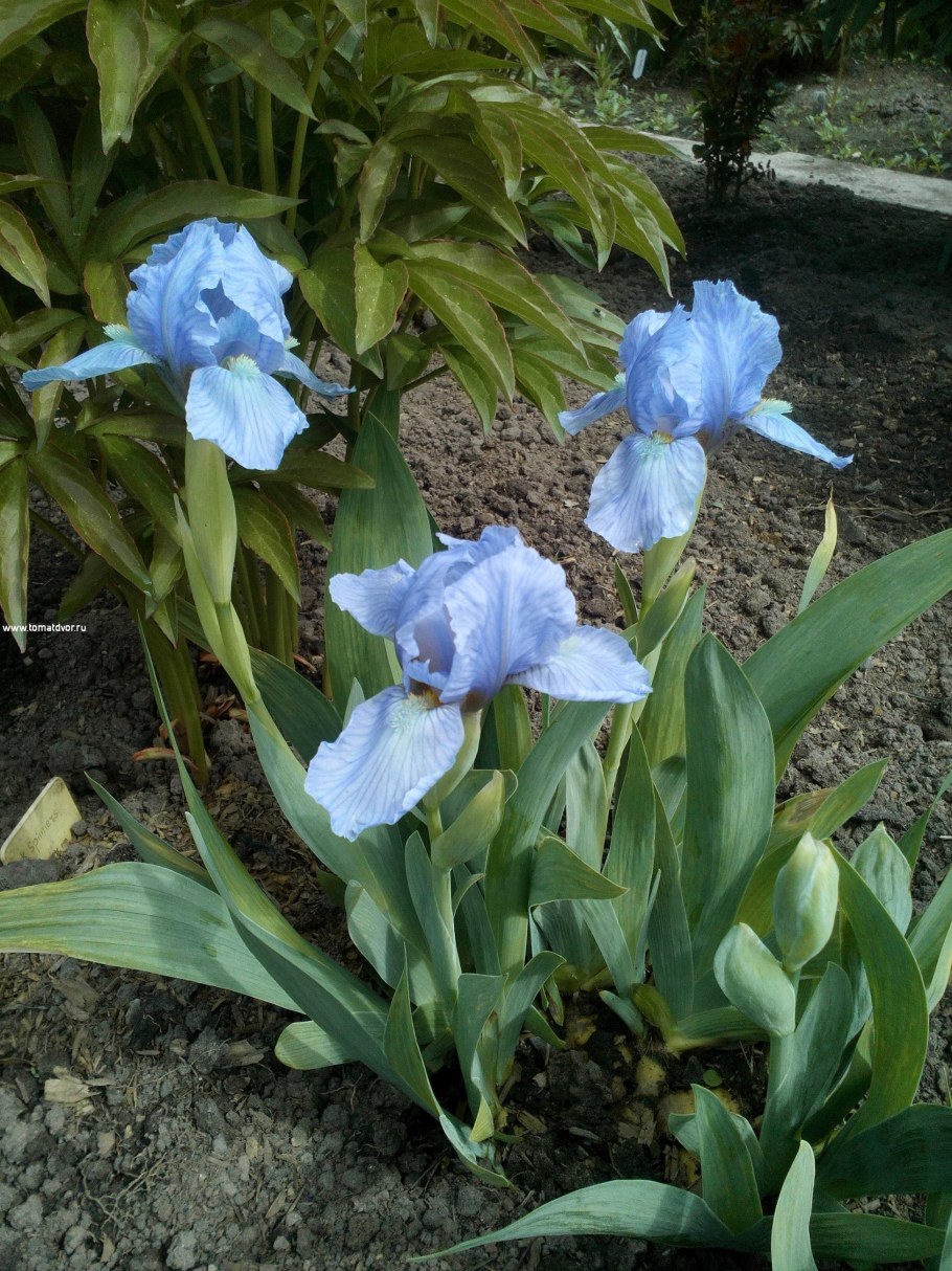 Ирис Блю деним