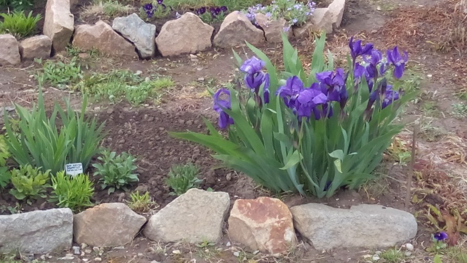 Ирисы бородатые клумба