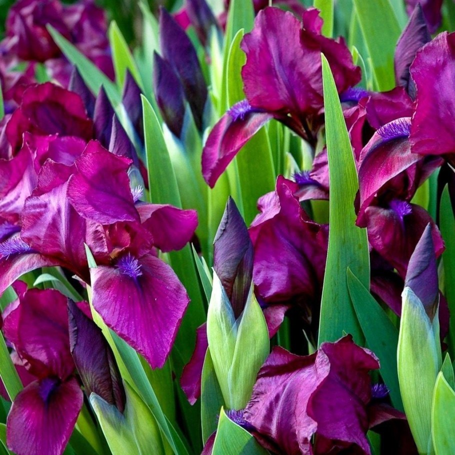 Ирис карликовый черри Гарден