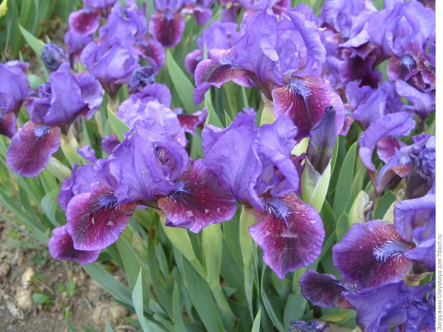 Ирис бородатый карликовый