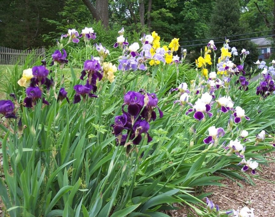 Ирис узколистный