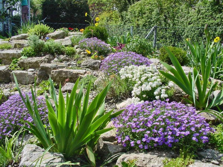 Сибирский Ирис в альпинарии