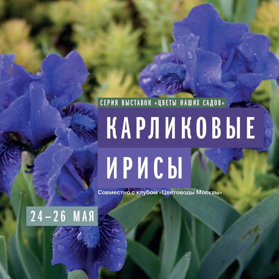 Ирис карликовый Джазаматаз