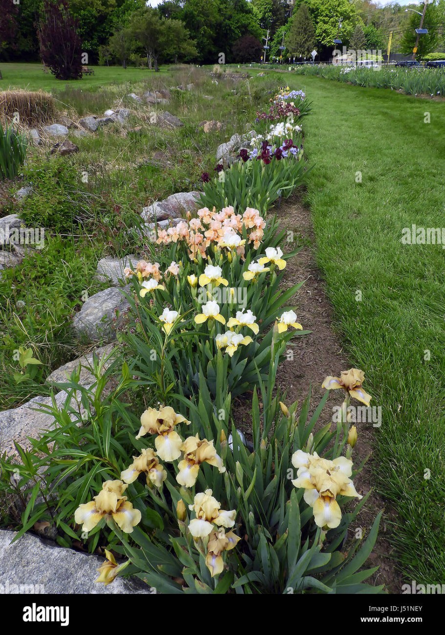 Ирисы в приствольном круге