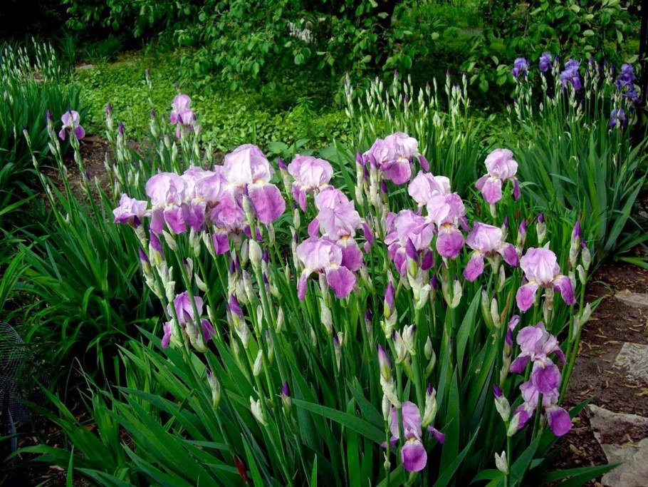 Ирис гибридный 'Chickee'