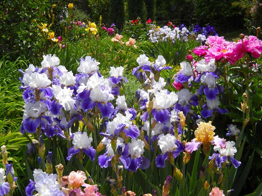 Иридарий садик ирисов