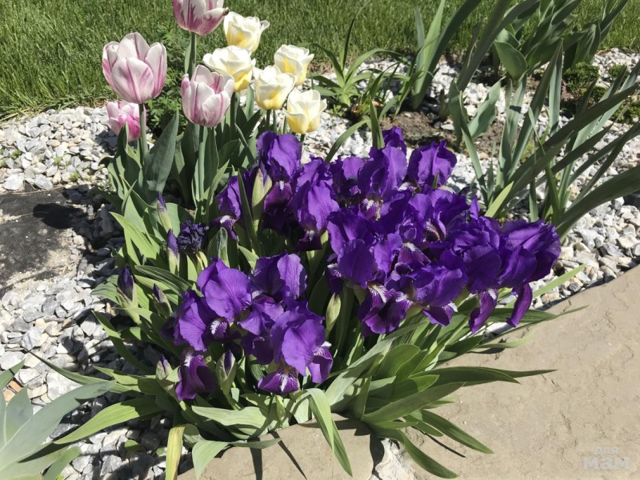 Бордюрные ирисы бордюрные ирисы