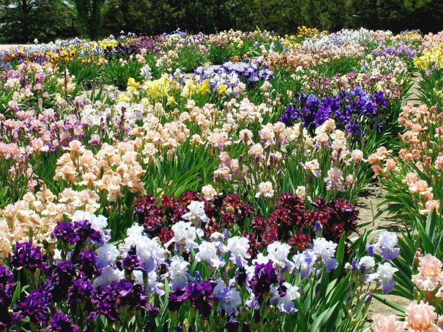 Ирис садовый корневищные многолетники