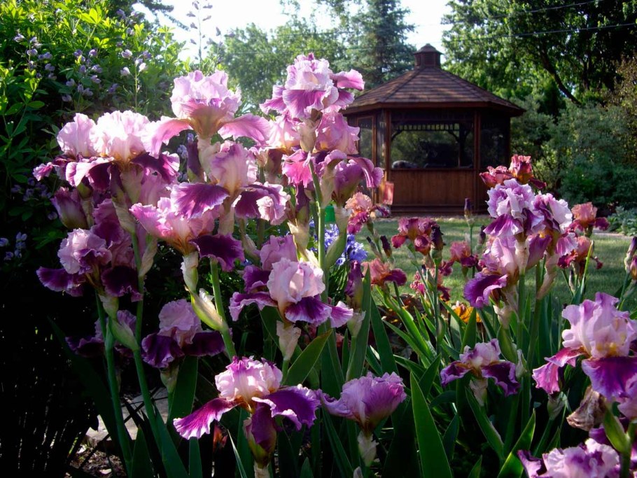 Ирисы бородатые клумба