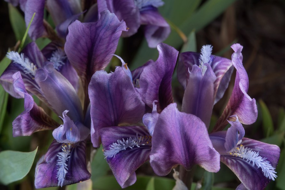 Ирис Анбаттонд Зипперз