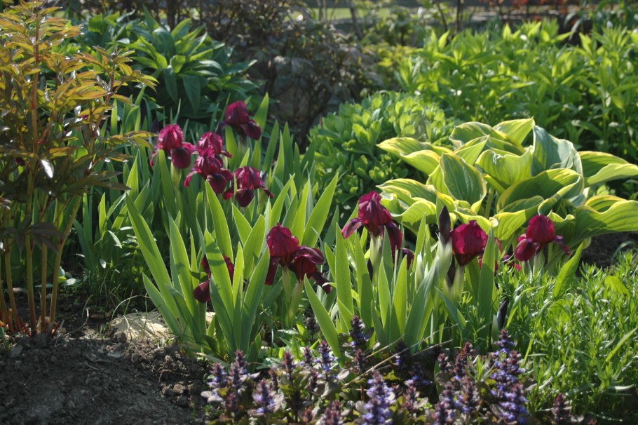 Ирис бородатый черри Гарден