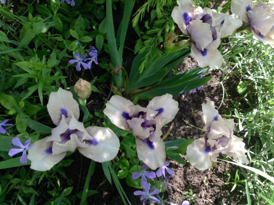 Ирис бордюрный Лилак параметры