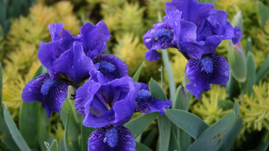 Ирис карликовый Ларрикин