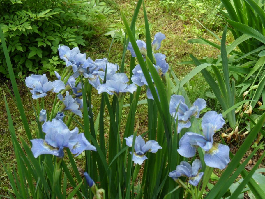 Ирис Сибирский