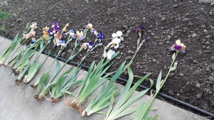 Бордюрный Ирис в ландшафтном