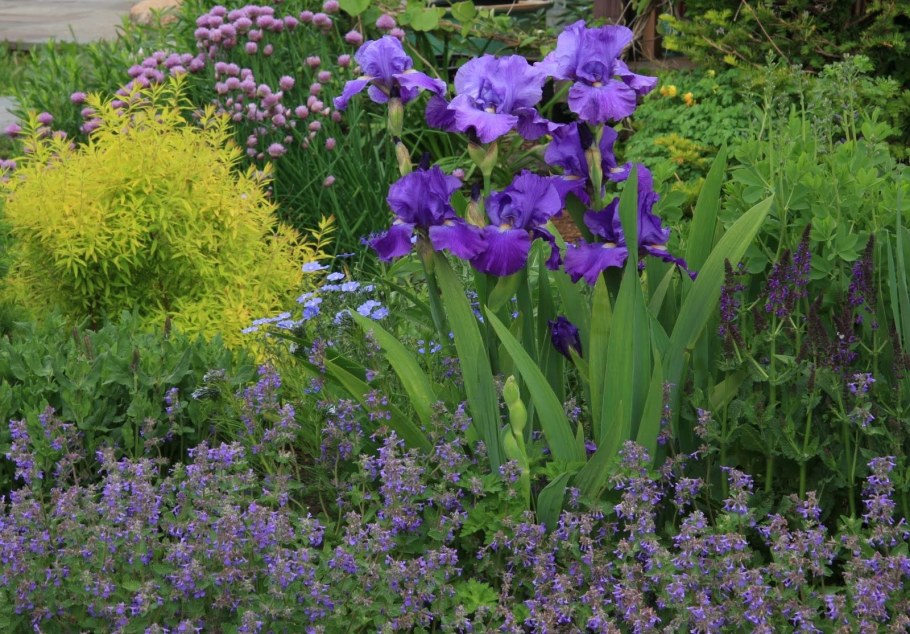 Ирис Сибирский на клумбе