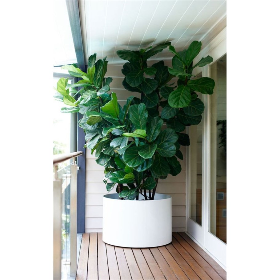 Фикус лирата Биг Лив