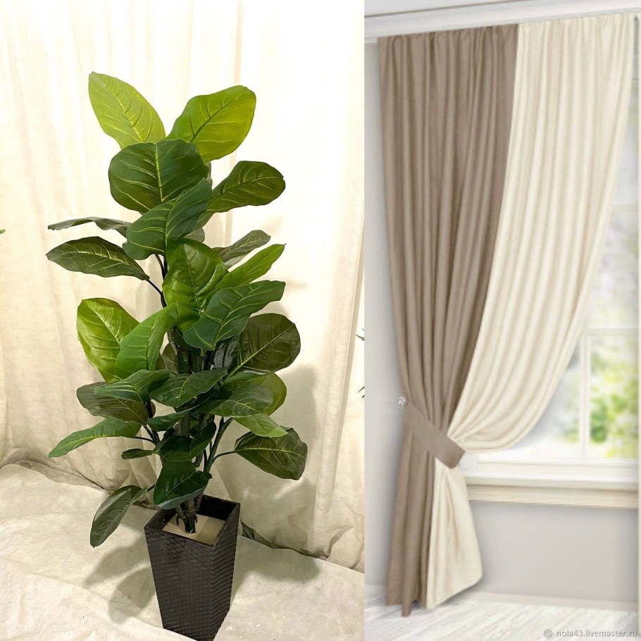 Фикус лировидный каучуконосный