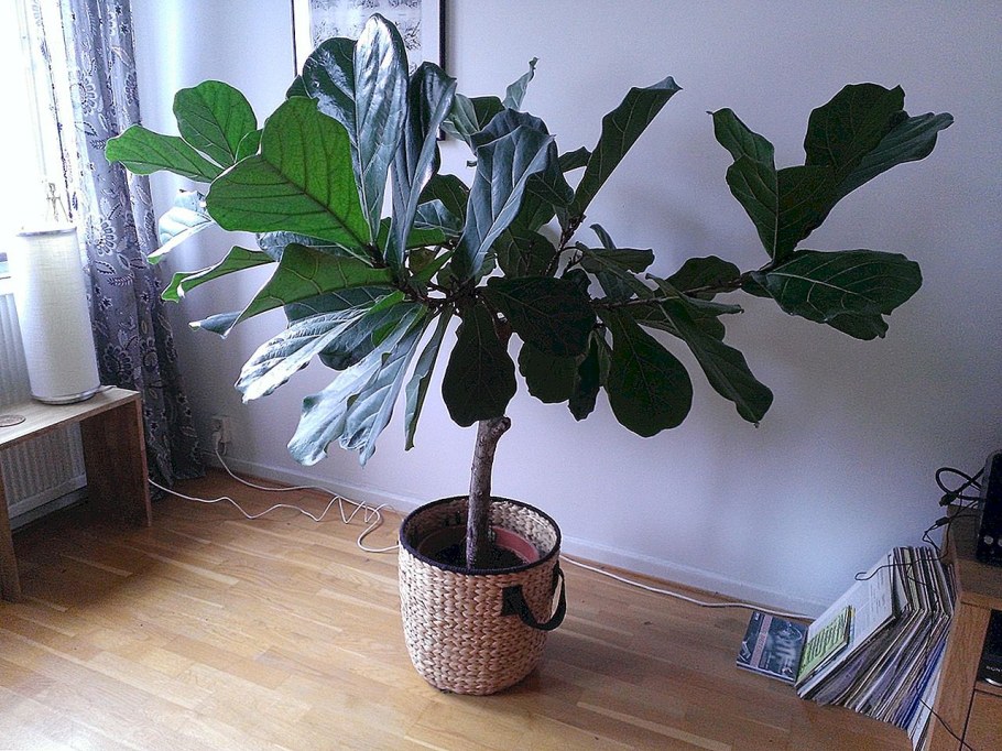 Фикус лирата