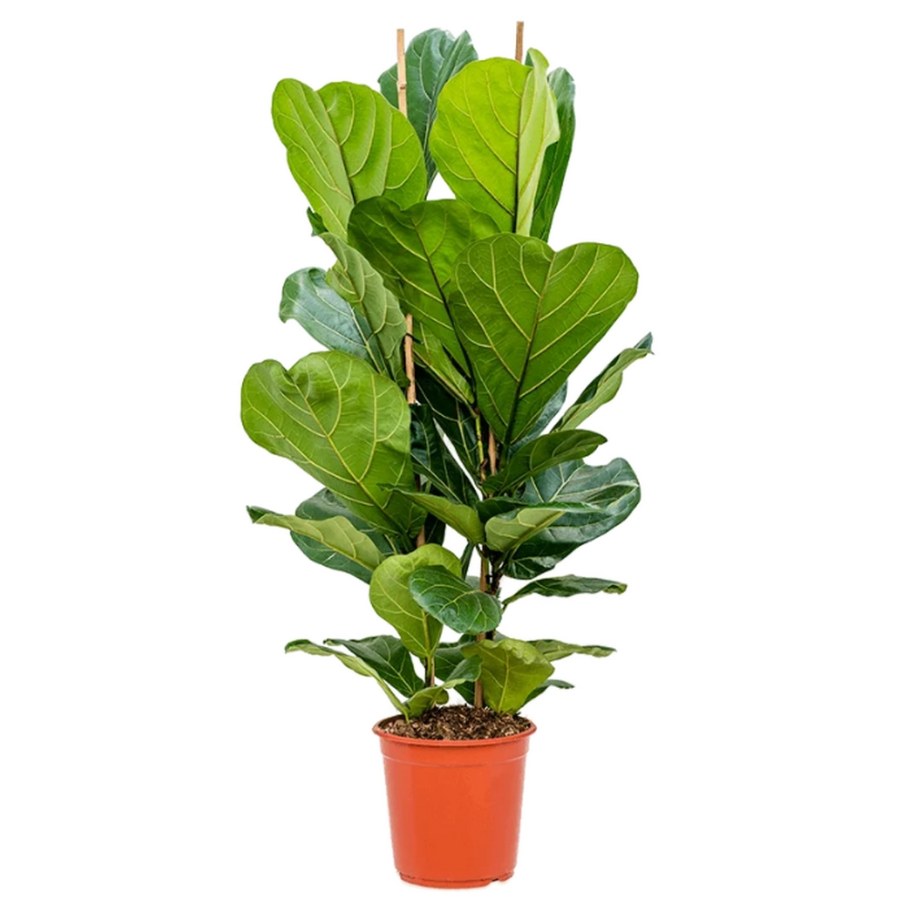 Лировидный lyrata