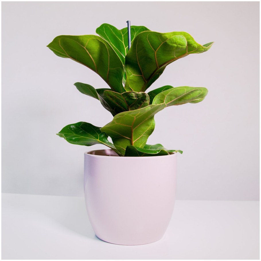 Фикус лирата