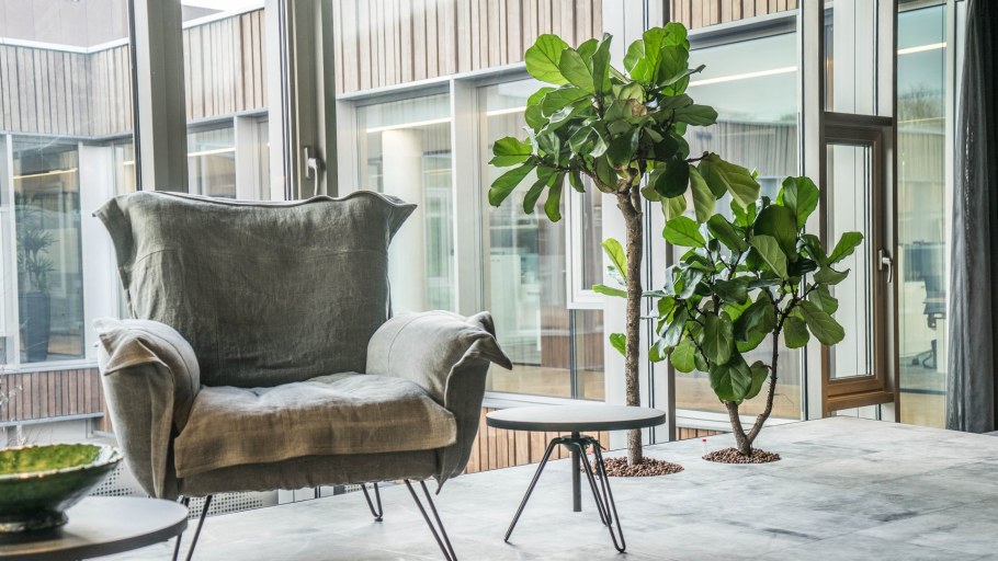 Фикус лирата Бамбино