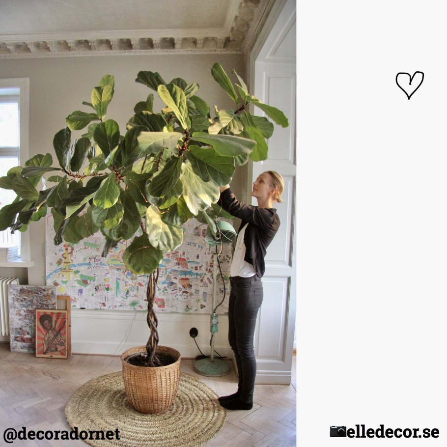 Фикус лирата Бамбино обрезка