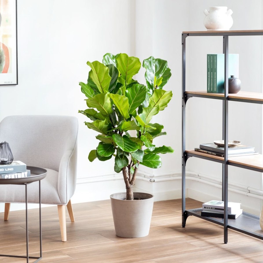 Фикус лирата