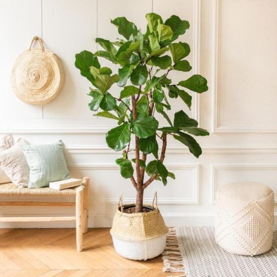 Фикус лировидный каучуконосный