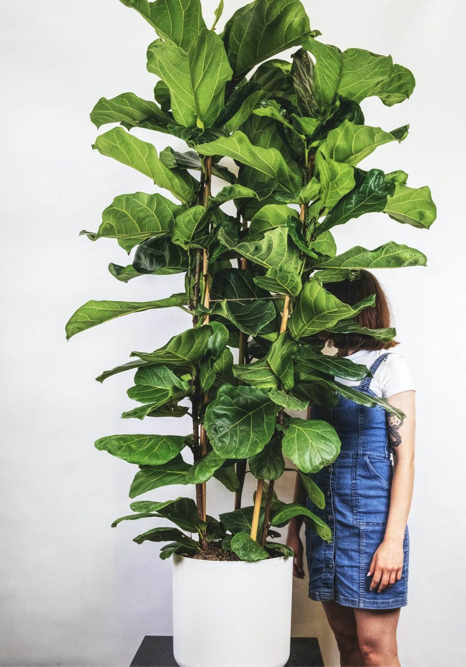 Фикус лирата древовидный