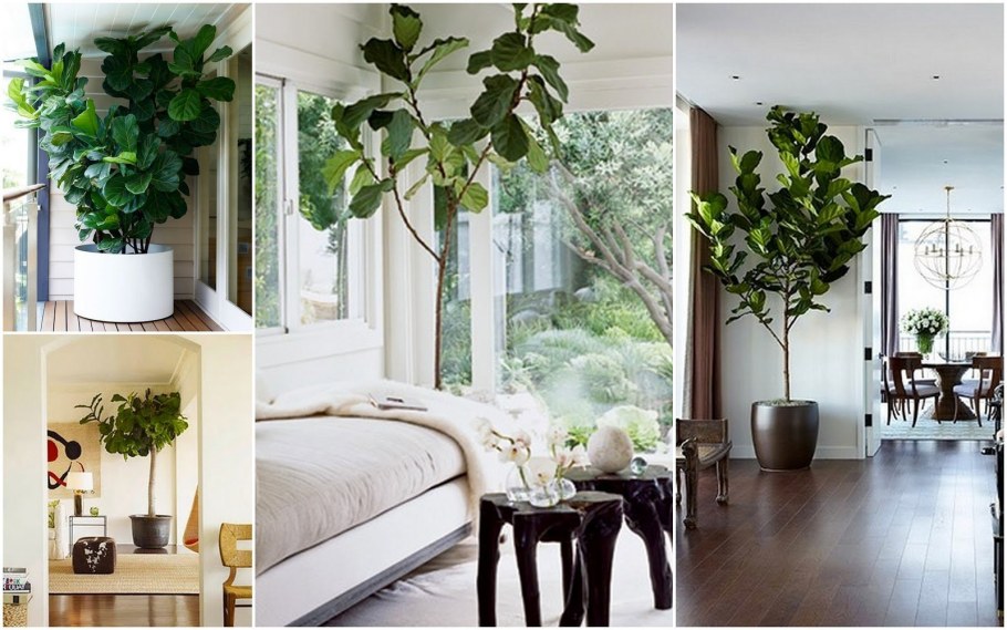 Фикус лирата обрезка