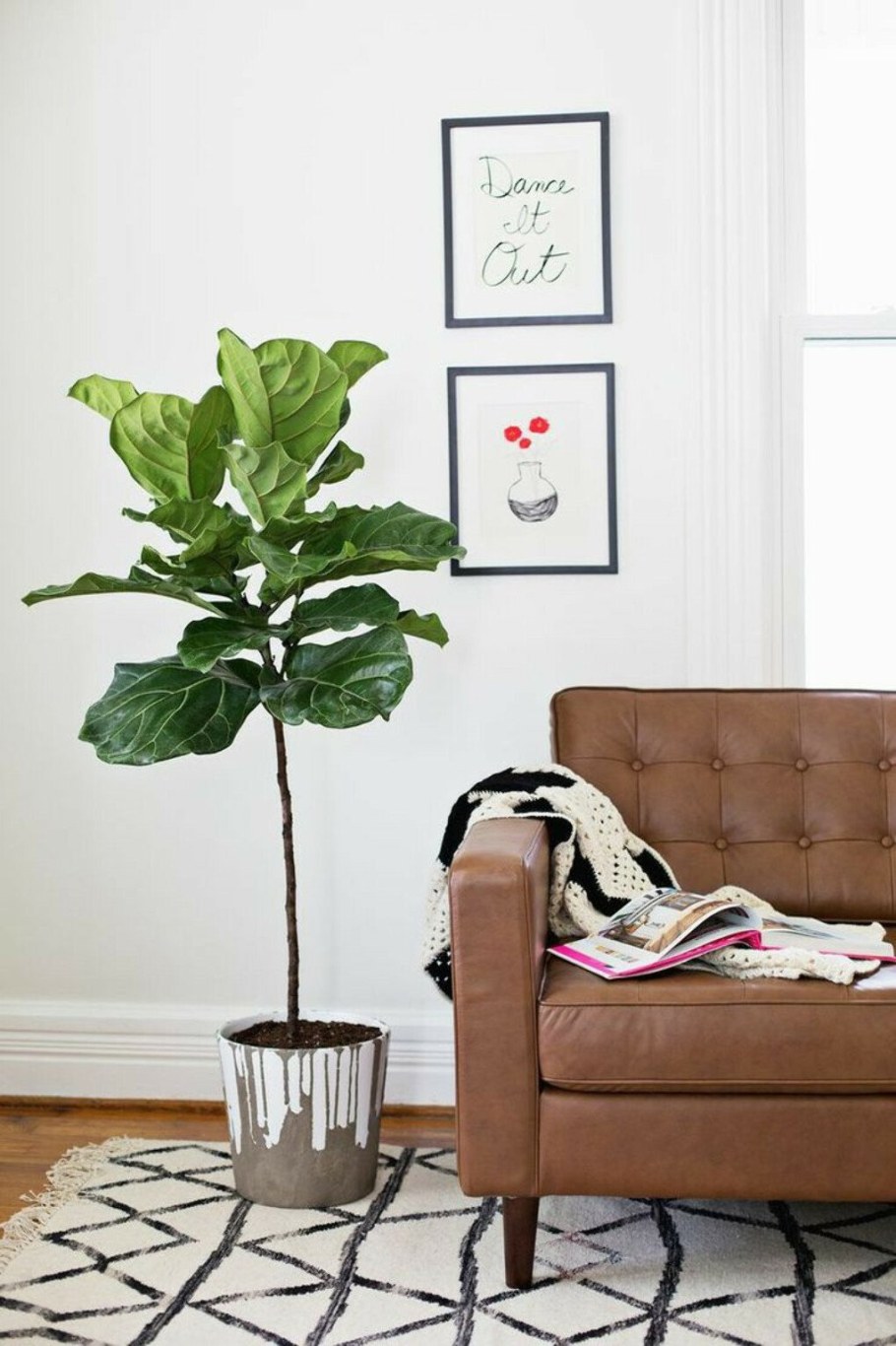 Фикус лирата Бамбино в интерьере