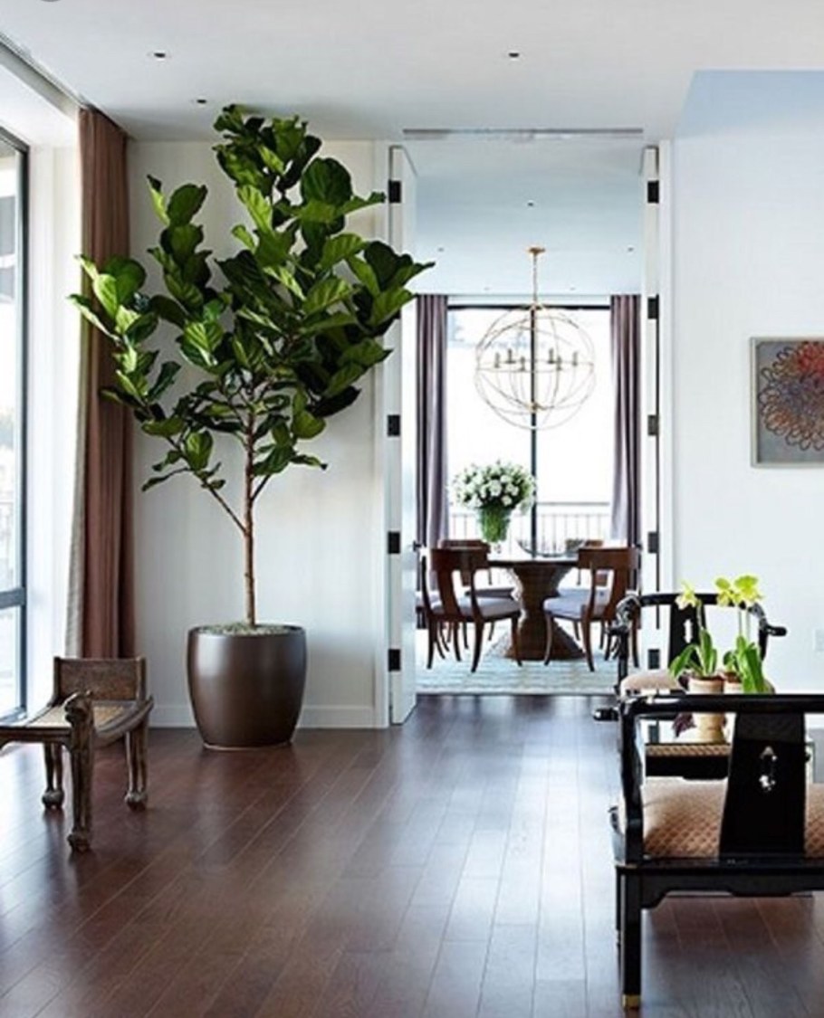 Фикус лировидный каучуконосный