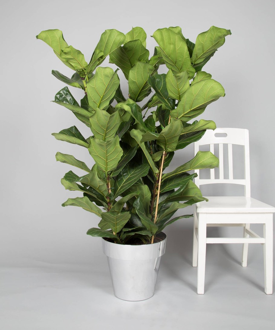 Фикус лирата Бамбино высота