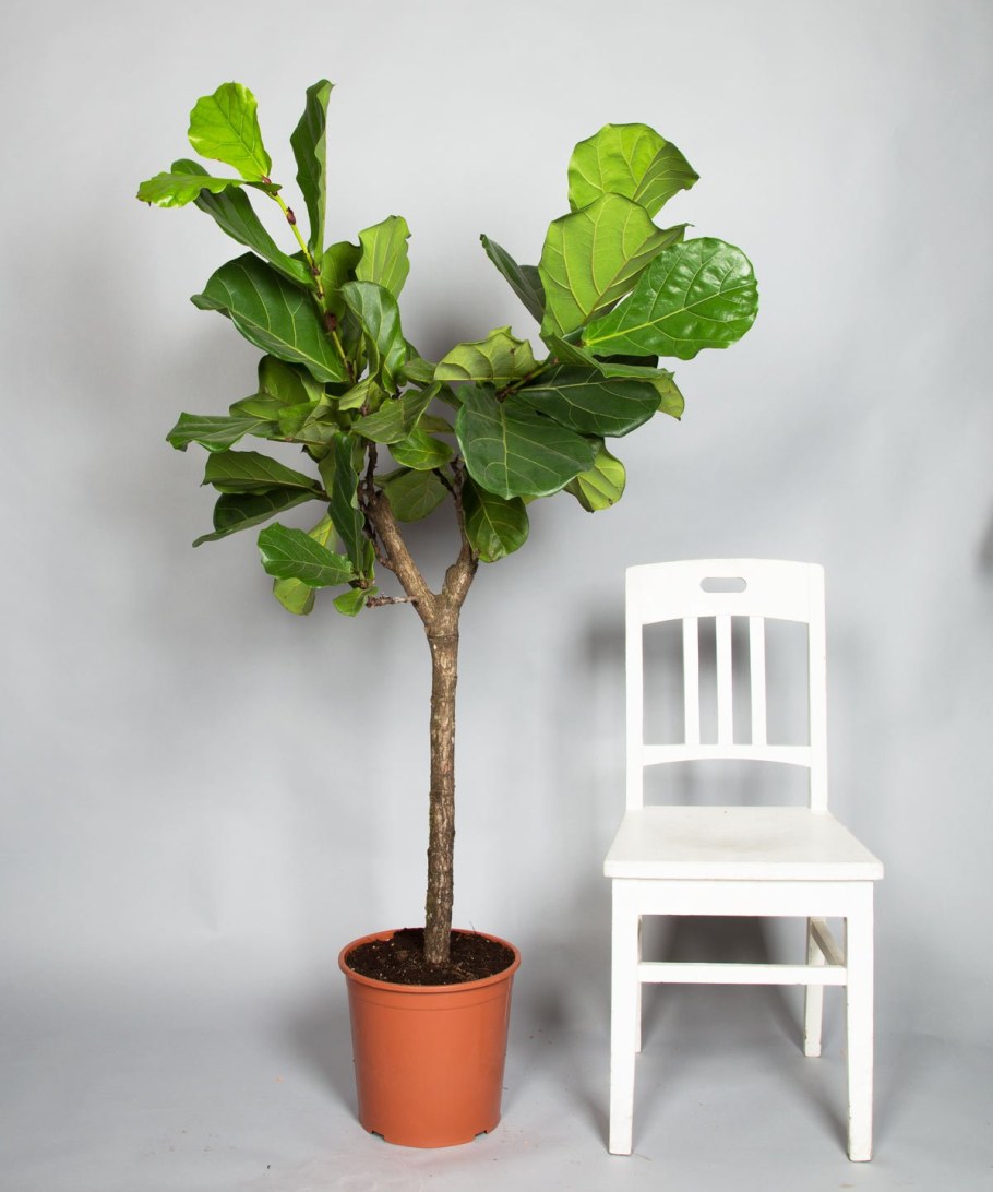 Фикус лирата штамбовый