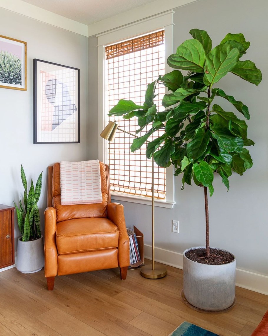 Фикус Бенджамина лирата