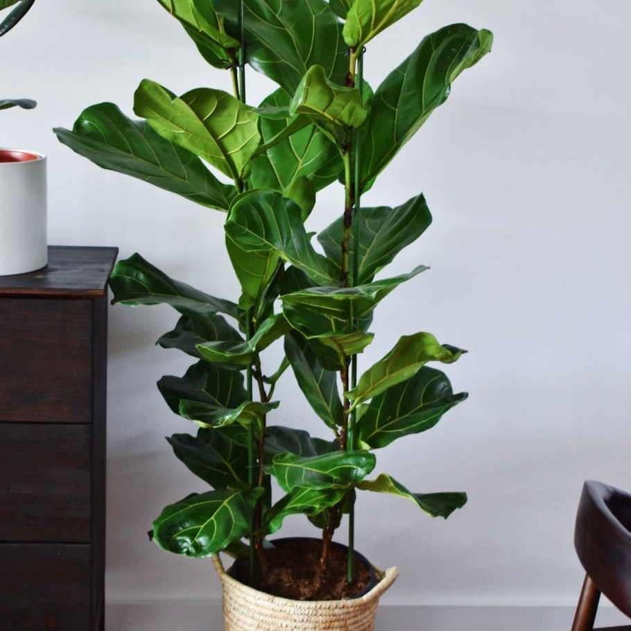 Ficus lyrata - фикус лирата