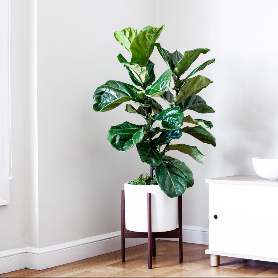 Лирата Бамбино