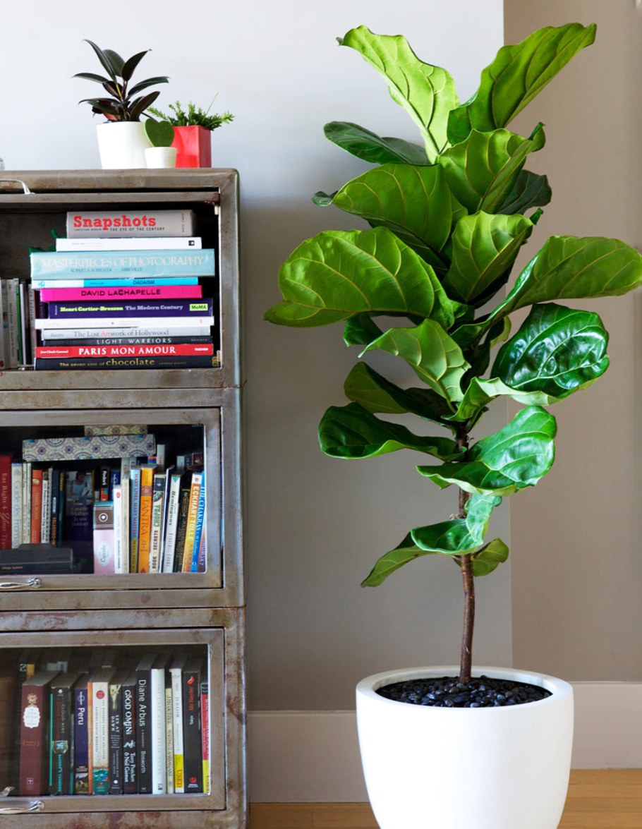 Фикус лирата Бамбино