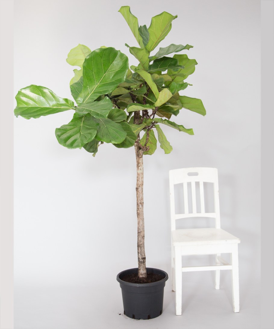 Фикус лирата Бамбино