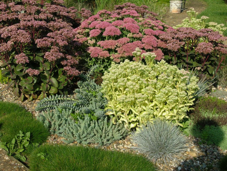 Очиток Видный (Sedum spectabile &#96;Brilliant&#96;)