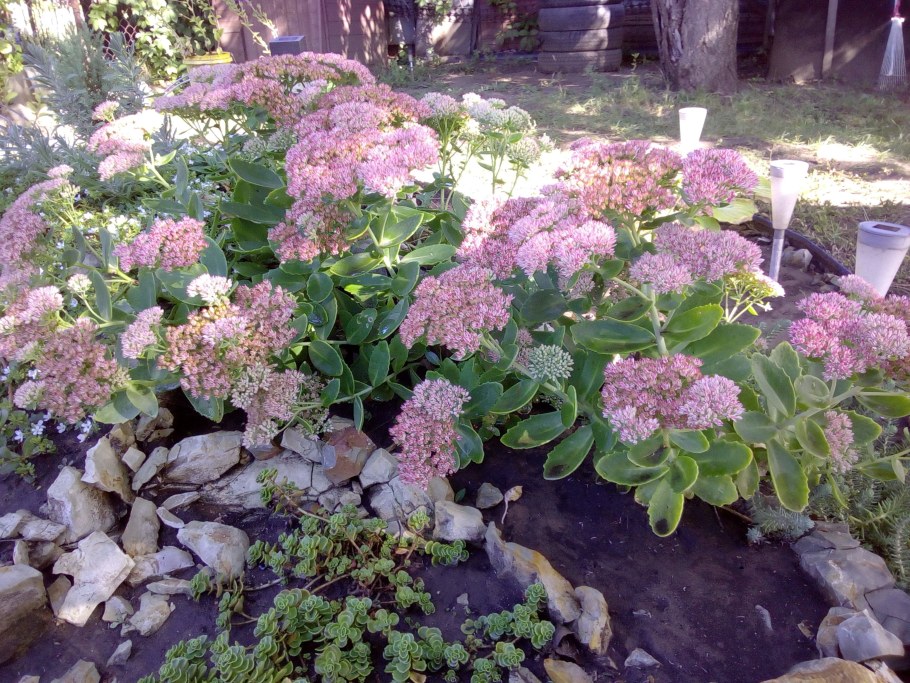 Очиток Bertram Anderson