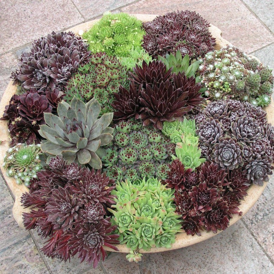 Молодило Sempervivum Cassiopea