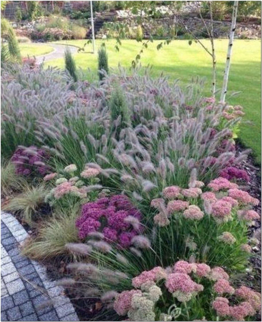 Миксбордер Лаванда овсяница