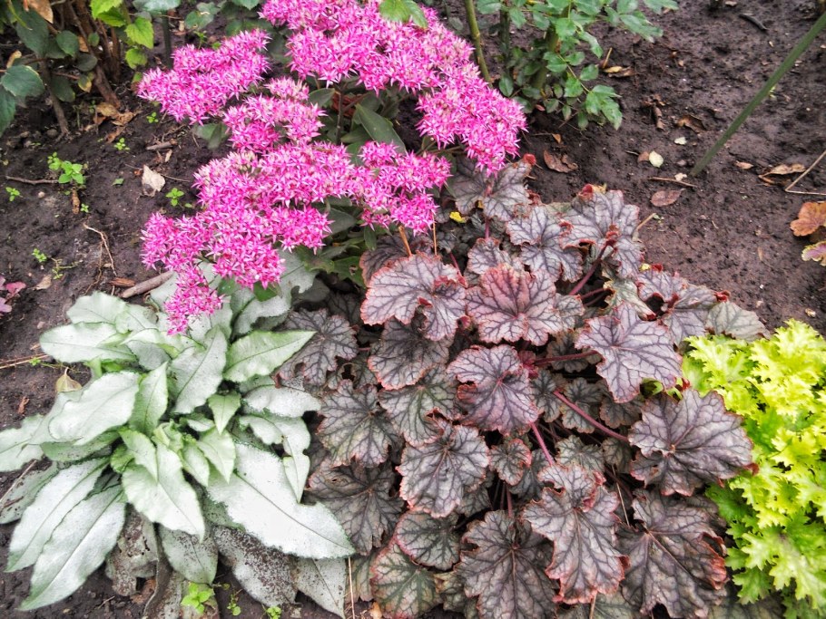 Клумба гейхера Очиток Хоста