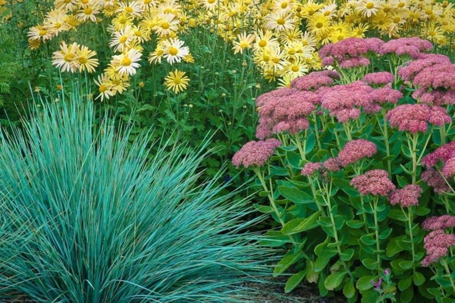 Седум (Очиток Видный) 'Карл'