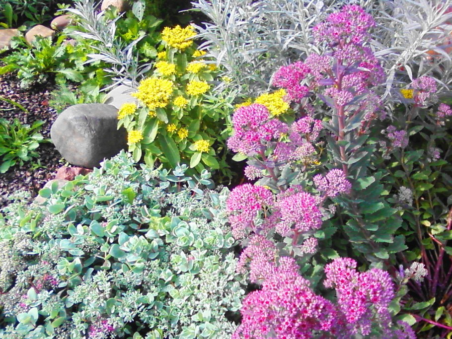 Очиток Видный Матрона