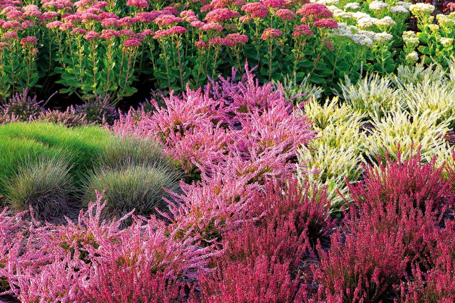 Статице Вересковый сад