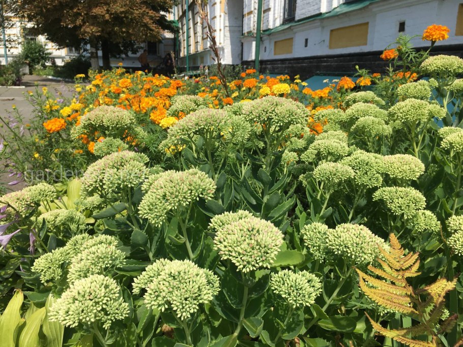 Очиток и манжетка