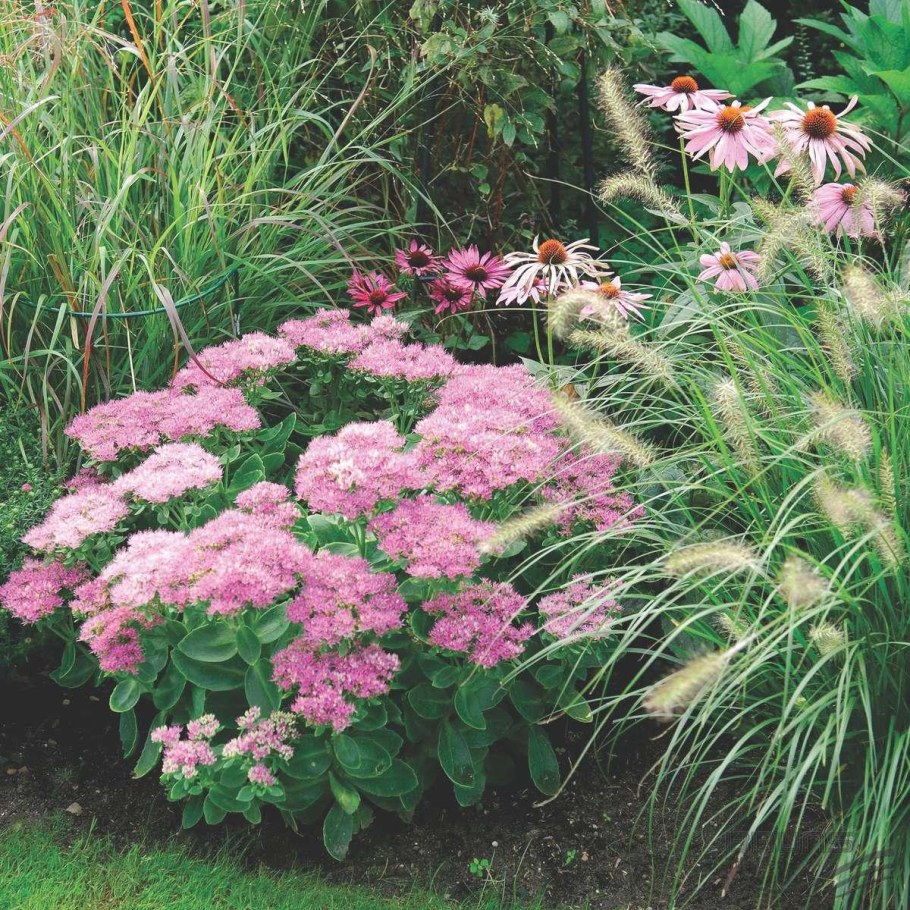 Очиток Видный Carmen